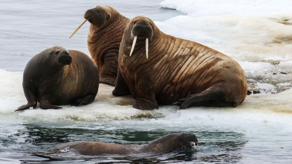 В WWF России рассказали, как в Арктике отмечают День моржа