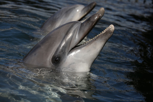 «Можно найти по свисту». Что будет с выпущенными в Севастополе дельфинами 