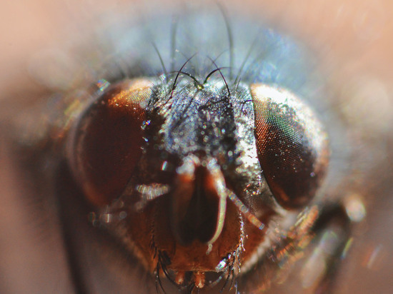 Ученые нашли полезное применение зеленым мухам