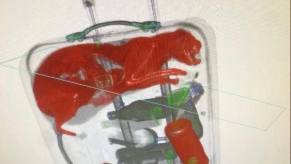 В Нью-Йорке турист сдал в багаж чемодан с живым котом В Нью-Йорке турист сдал в багаж чемодан с живым котом