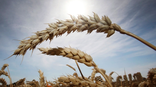 Россия останется надежным поставщиком продуктов и энергоресурсов Россия останется надежным поставщиком продуктов и энергоресурсов