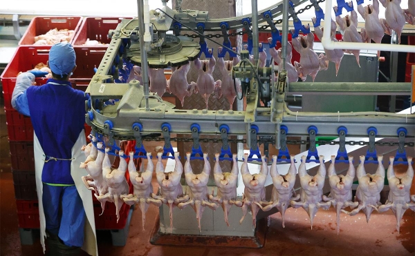 ФАС решила проверить обоснованность роста цен на курицу у производителей
ФАС решила проверить обоснованность роста цен на курицу у производителей